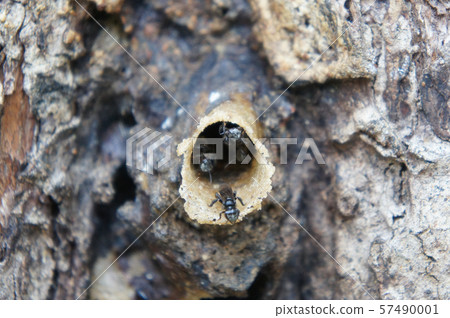 Nest entrance for sting less bee or local tongue call kelulut. Nest entrance for sting less bee or local tongue call kelulut. 57490001