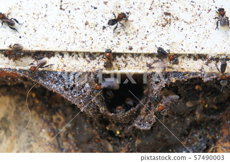 Nest entrance for sting less bee or local tongue call kelulut. Nest entrance for sting less bee or local tongue call kelulut. 57490003