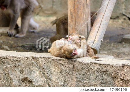 日本獼猴兒童多摩動物園 日本獼猴兒童多摩動物園 57490196