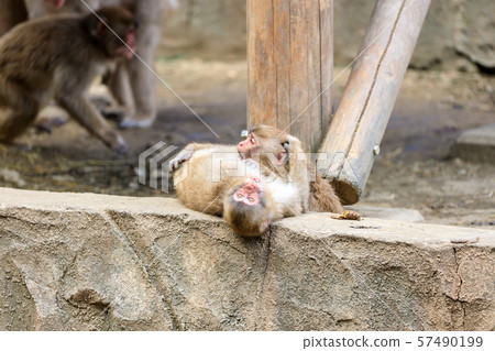 日本獼猴兒童多摩動物園 日本獼猴兒童多摩動物園 57490199