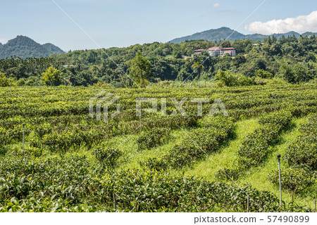 rural scenery of tea farm at Yuchi 57490899