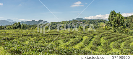 rural scenery of tea farm at Yuchi 57490900