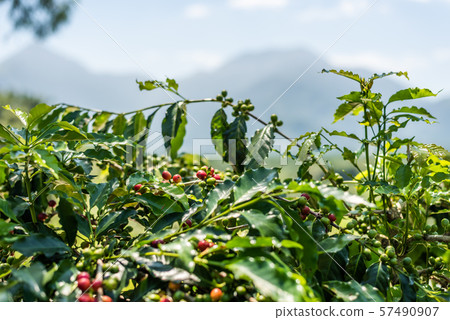 coffee tree bean in green and red color coffee tree bean in green and red color 57490907