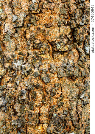 bark of tree texture 57490945