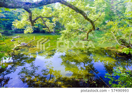 Summer mother marsh Summer mother marsh 57490993