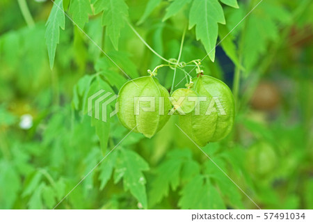 捲曲的果實 捲曲的果實 57491034