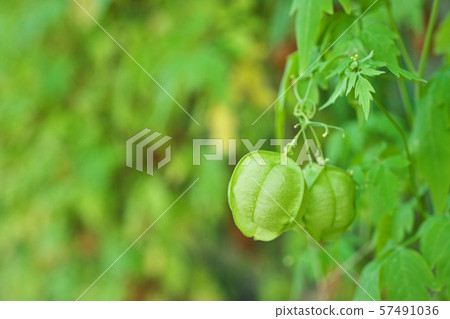 Curly fruit 57491036