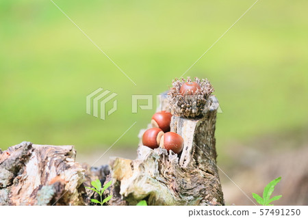 森林兒童橡子 57491250