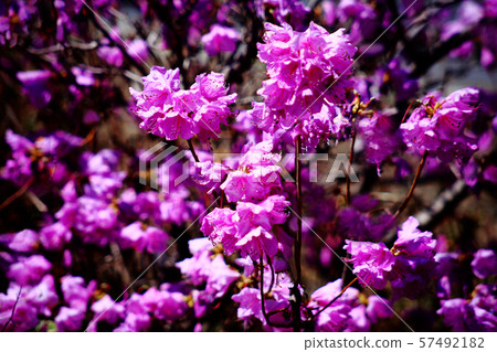 蒙古杜鵑花 蒙古杜鵑花 57492182