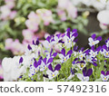 Spring gardening 57492316