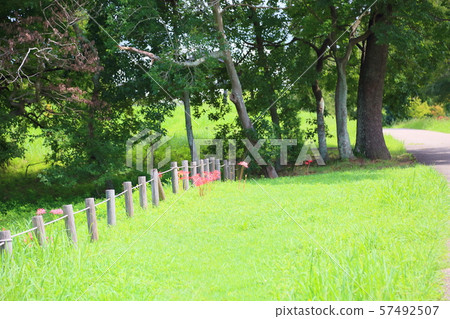 Higa bana flowers 57492507