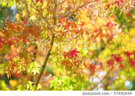 Colored maple leaves Colored maple leaves 57492644