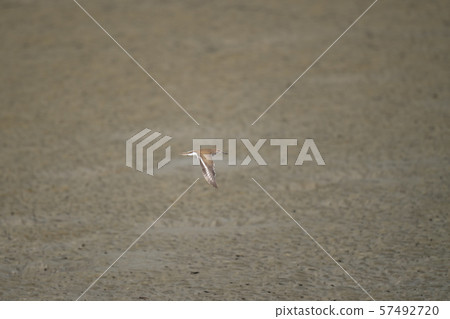 Isoshigi flying over a tidal flat 57492720