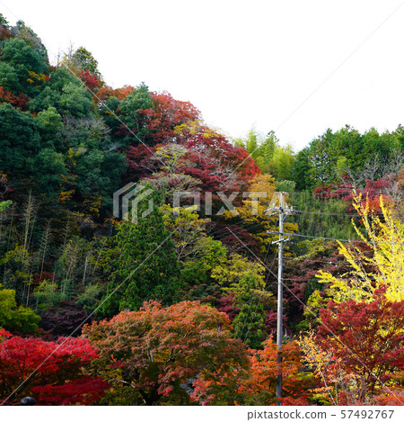 Korohiroki Autumn leaves Korohiroki Autumn leaves 57492767