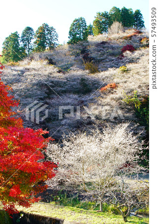 Kohara Shikizakura (Autumn leaves) Sakura (Aichi Prefecture) 57493509