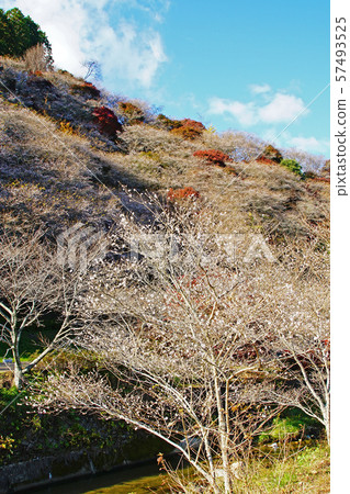 Kohara Shikizakura(秋葉)櫻花(愛知縣) Kohara Shikizakura(秋葉)櫻花(愛知縣) 57493525