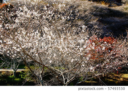 Kohara Shikizakura (Autumn leaves) Sakura (Aichi Prefecture) Kohara Shikizakura (Autumn leaves) Sakura (Aichi Prefecture) 57493530
