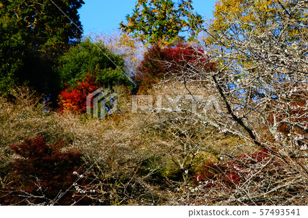 Kohara Shikizakura(秋葉)櫻花(愛知縣) Kohara Shikizakura(秋葉)櫻花(愛知縣) 57493541