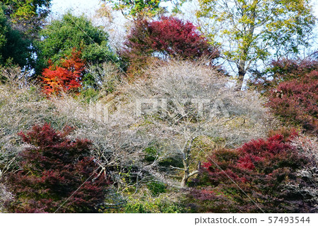 Kohara Shikizakura(秋葉)櫻花(愛知縣) Kohara Shikizakura(秋葉)櫻花(愛知縣) 57493544