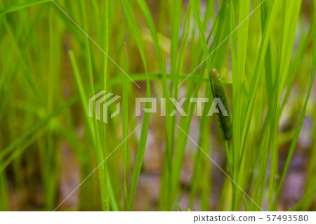 fall armyworm Spodoptera frugiperda on rice leaf. 57493580