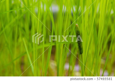 fall armyworm Spodoptera frugiperda on rice leaf. 57493581