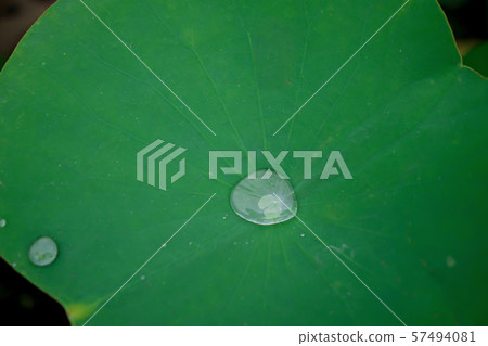 Blurred Water on lotus leaf at the garden Blurred Water on lotus leaf at the garden 57494081
