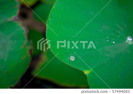 Blurred Water on lotus leaf at the garden Blurred Water on lotus leaf at the garden 57494083