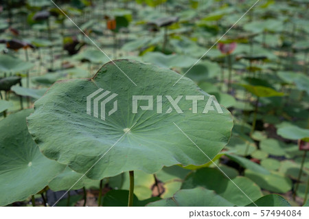 Lotus leaf in pond at the garden Lotus leaf in pond at the garden 57494084