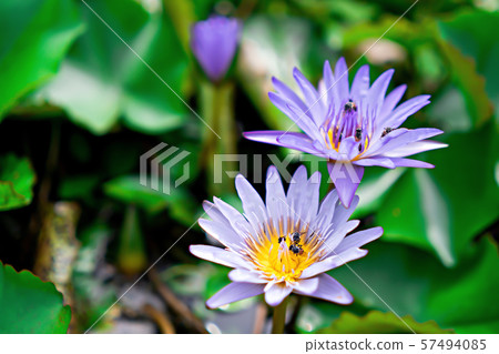 Bee in Lotus flower of purple with nature light Bee in Lotus flower of purple with nature light 57494085