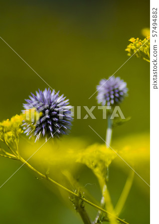 Ominae and Higotai 57494882