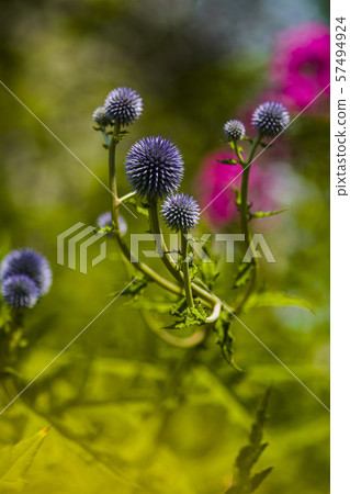 輕井澤植物園 57494924
