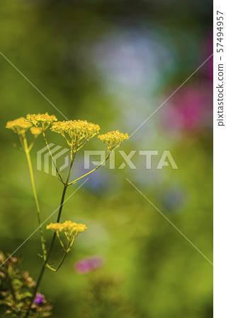 Karuizawa Botanical Garden 57494957