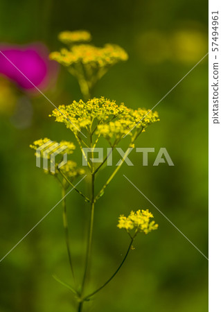 Karuizawa Botanical Garden 57494961