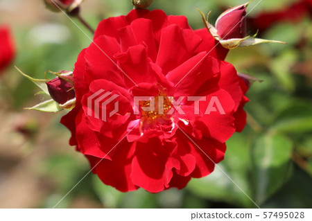 Minor Fair Rose Flower 57495028