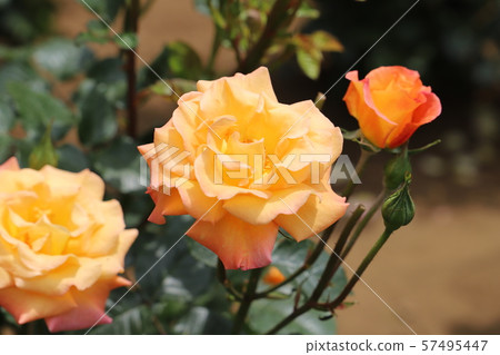 Mona Lisa soft orange to pink rose 57495447