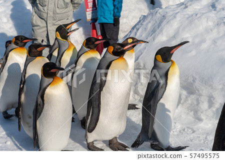 Penguin walking parade show on snow 57495575