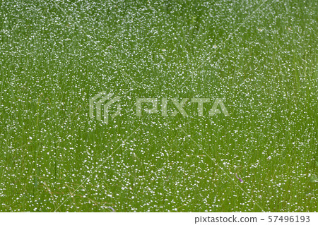 Shiratama洛杉磯 Shiratama洛杉磯 57496193