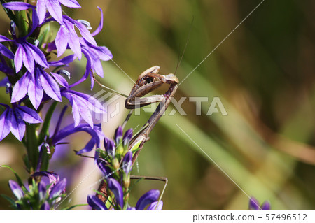 A giant praying mantis that eats licorice 57496512