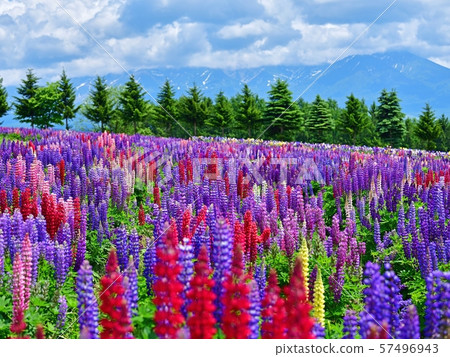 Fully blooming lupine with Tokachi mountain range in the background @ Furano, Hokkaido 57496943