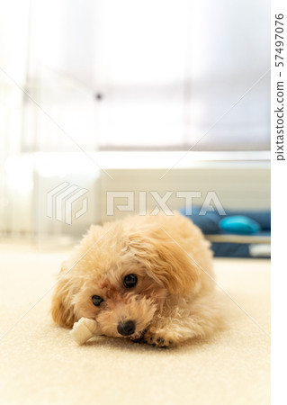 toy poodle toy poodle 57497076