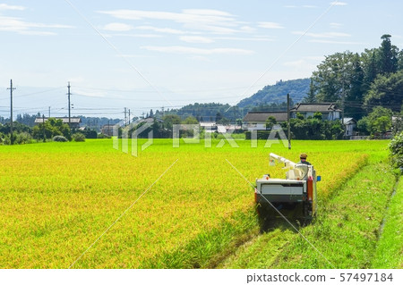 Rice reaping Rice reaping 57497184