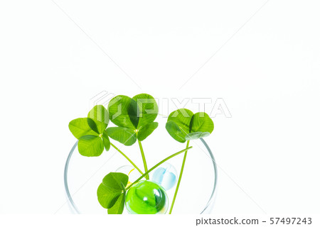 four Leaf Clover four Leaf Clover 57497243