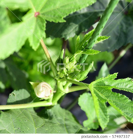 Okra flowers and fruits grown for the first time, vegetable image material 57497337
