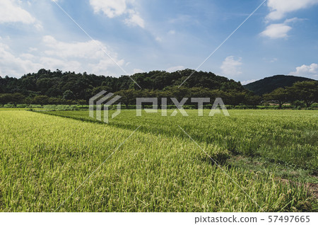 Early autumn satoyama rice field j-1-low saturation 57497665