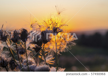 Dandelion on the background of the setting sun Dandelion on the background of the setting sun 57498968