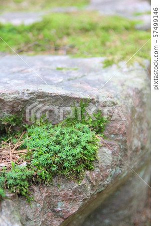 Moss on a large rock near a pond 57499146
