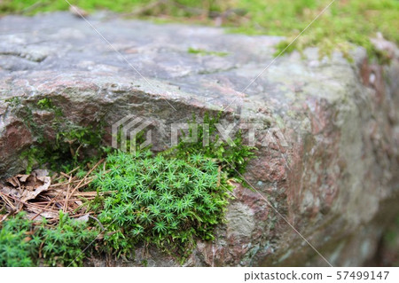 Moss on a large rock near a pond 57499147
