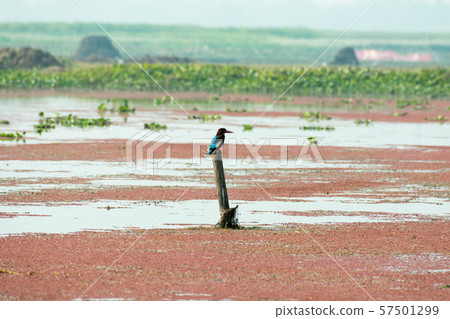 Kingfishers or Alcedinidae bird in Mangalajodi, Odisha, India.  57501299