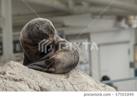 海獅寶寶 57501840