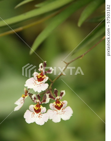 little orchids little orchids 57503182